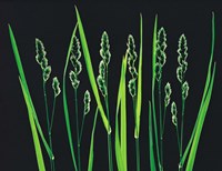Green Grass Reeds on Black Background Fine Art Print