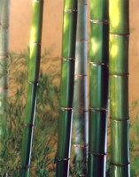 Bamboo Sticks Fine Art Print