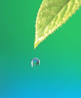 Droplet Falling From Green Leaf with Green and Teal Colored Background Fine Art Print