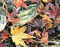 Close Up Fallen Maple Leaves Fine Art Print