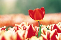 Close Up Of Flower Head Rising From Flowerbed Fine Art Print