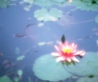 Pink Lotus Flower in Pool Fine Art Print