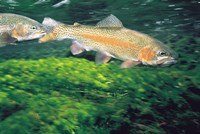 Two Fishes Swimming Underwater Fine Art Print