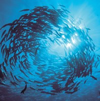 Fishes swarm underwater Fine Art Print