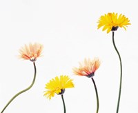 Four Yellow and Pink Daisies on White Background Fine Art Print