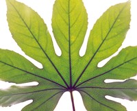 Close up of Leaf vein Fine Art Print