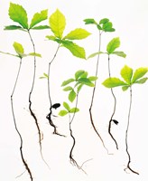 Saplings with Root on White Background Fine Art Print