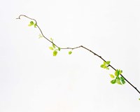 Tree Branch on Whitish Background by Panoramic Images - 16" x 13", FulcrumGallery.com brand
