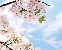 Blossoms against Sky, Selective Focus Fine Art Print