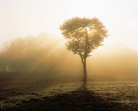 Tree in Early Morning Mist Fine Art Print