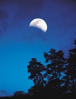 Half-Moon over Trees in Dark Fine Art Print