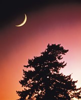Crescent Moon over Trees in Front Of Dark Red Sky Fine Art Print