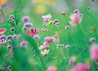 Wildflowers in Bloom Fine Art Print