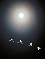 Cranes Flying Across the Moon Fine Art Print