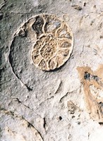 Shell Impact Fine Art Print