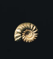 Shell on Black Background Fine Art Print