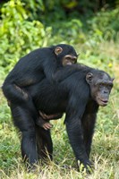 Female chimpanzee (Pan troglodytes) carrying its young one on back, Kibale National Park, Uganda Fine Art Print