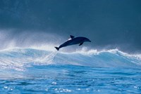 Dolphin Breaching in the Sea