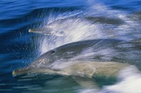 Common dolphins breaching in the sea Fine Art Print