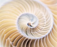 Close up of shell Fine Art Print