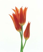 Orange Flowers against White Background Fine Art Print