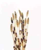 Flowers against white background Fine Art Print