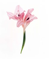 Cut out of flower Fine Art Print