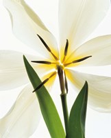 Flower head, Lily Fine Art Print