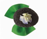 Flower on rock Fine Art Print