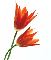 A Pair of Orange Flowers Fine Art Print