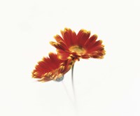 Two flowers head against white background Fine Art Print