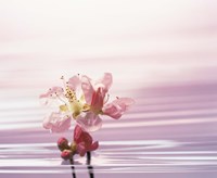 Flower with Water Background Fine Art Print