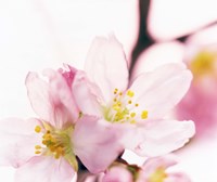 Close up of cherry blossom Fine Art Print