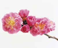 Close up of a Cherry blossom Fine Art Print