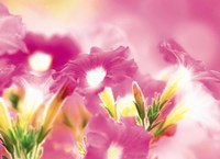 Pink flowers Fine Art Print