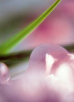 Purple Flower and green leaf Fine Art Print