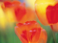 Tulip Flowers Fine Art Print
