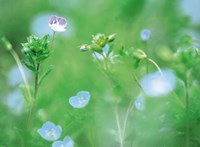 Wildflowers Fine Art Print