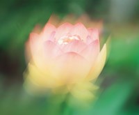 Lotus, Blurred Motion Fine Art Print