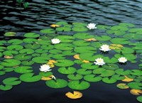 Lily pads with water lily Fine Art Print