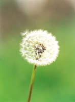 Dandelion seeds, close-up view Fine Art Print