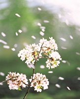 Flower petals floating in air Fine Art Print