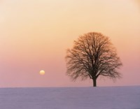 Sunset view of single bare tree Fine Art Print