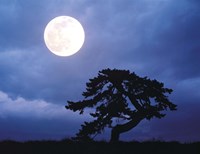 Silhouetted tree with full moon in sky Fine Art Print