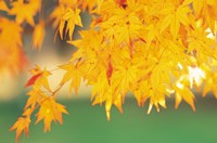 Yellow Maple Leaves, Autumn Fine Art Print