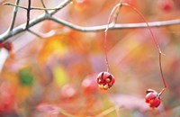 Thin Tree Branch with Bud Fine Art Print