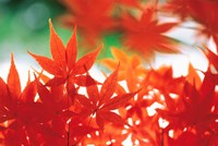 Red Maple Leaves Fine Art Print