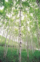 Aspen Trees, View From Below (vertical) Fine Art Print