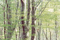 Forest in Spring Fine Art Print