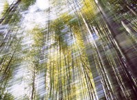 Sunlight in Bamboo Forest Fine Art Print